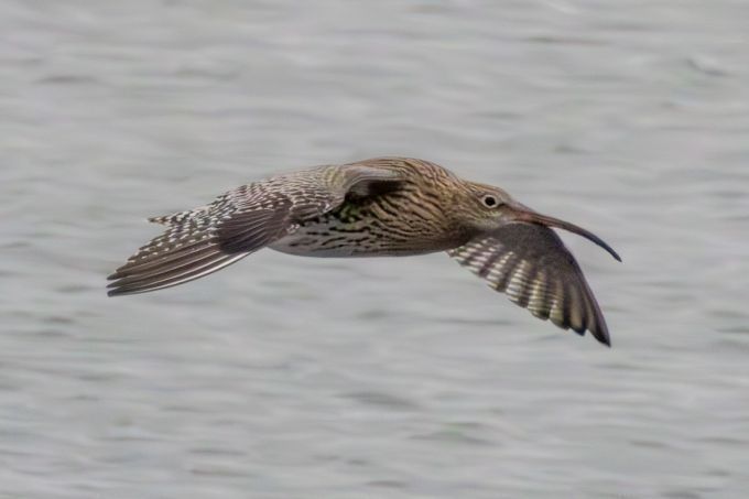 Eurasian Curlew (Numenius arquata) In flight